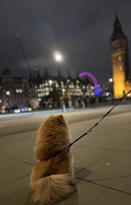 Хлопець шпіц-міні з документами вязка