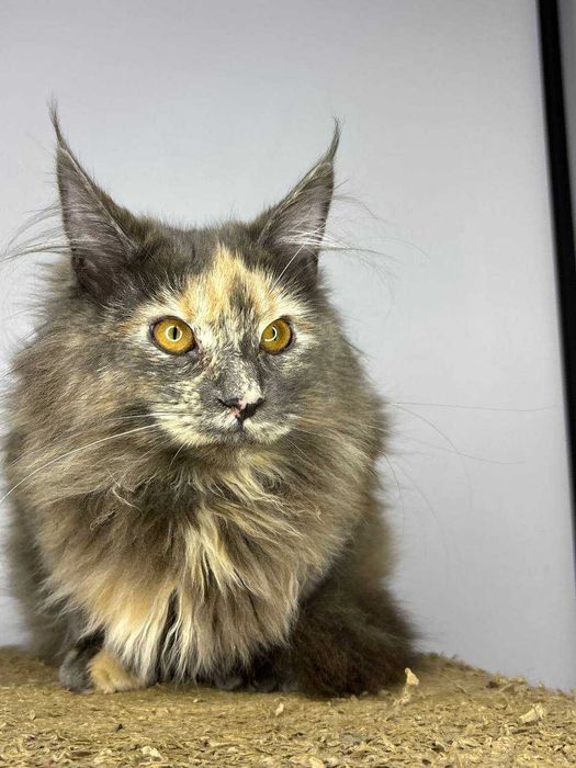 Мэйн-кун девочка черепаховое окраска • документы WCF