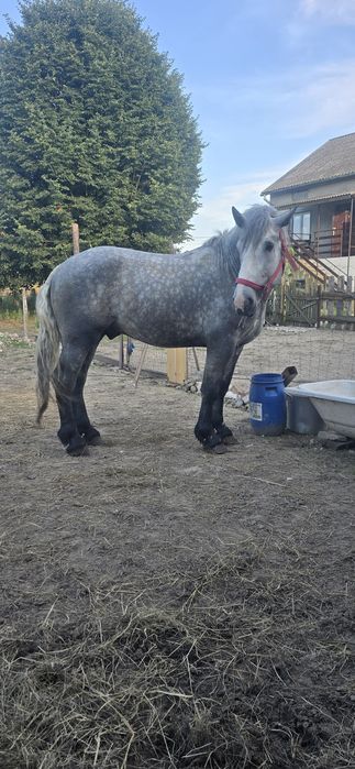 Siwy ogierek 4 lata szpak