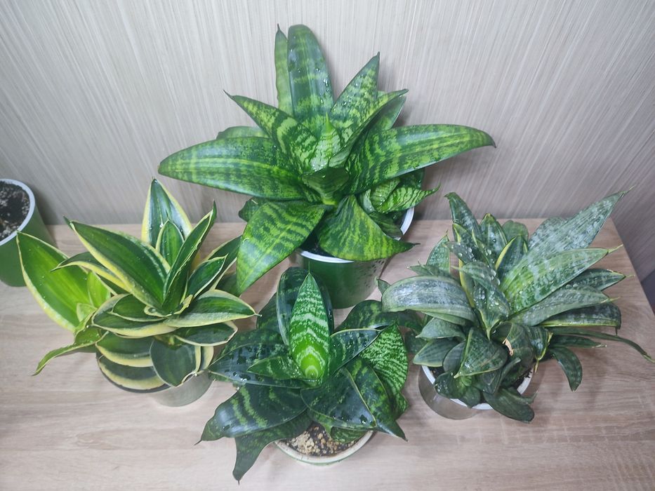 Домашние Сансивьерии. Распродажа.