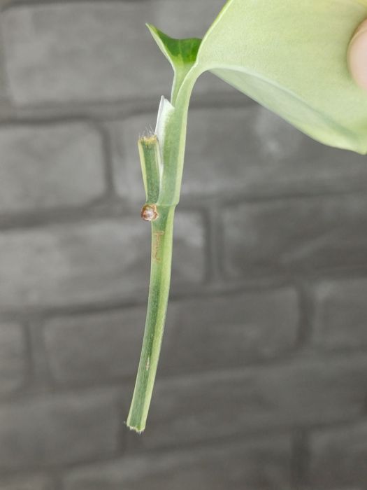 Scindapsus Moonlight Variegata Mint Type #1