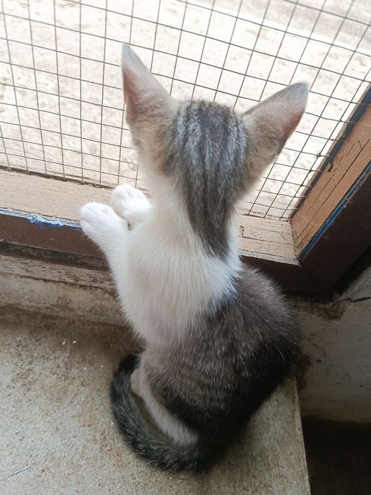 Gatinho bebé para adoção