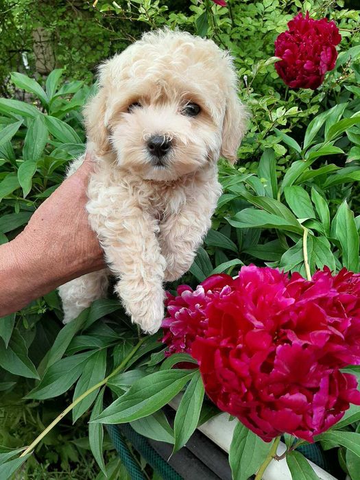 Мультипу. Мальчик F1. SEM. 17.03.2024. ГАРНА ЦІНА !!!