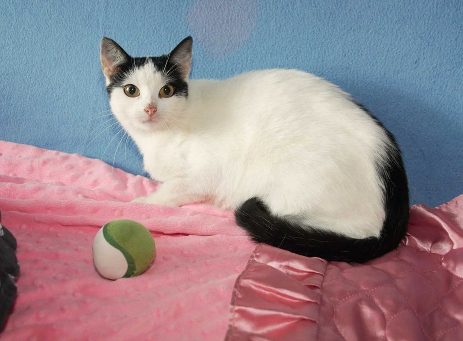 Bryza szuka kochającego domu