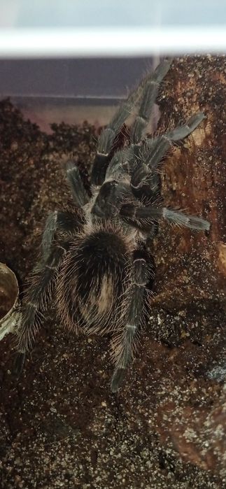 Sprzedam dwa ptaszniki