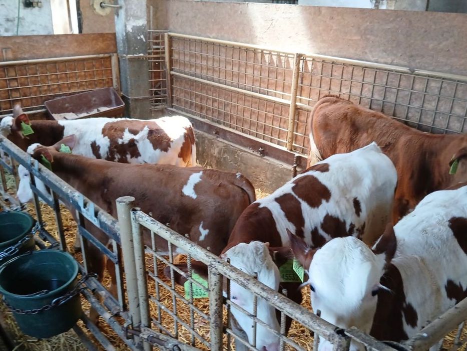 Byczki miesne oraz krzyzowki na stalej paszy