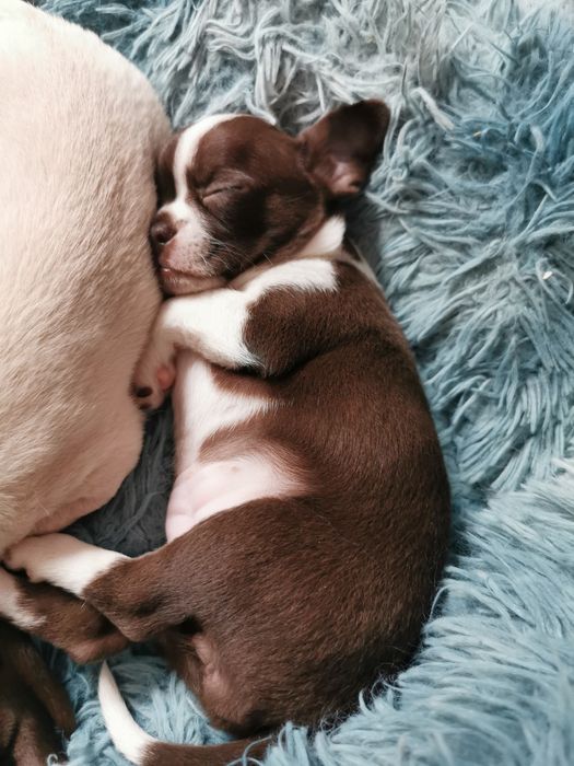 Suczka Chihuahua