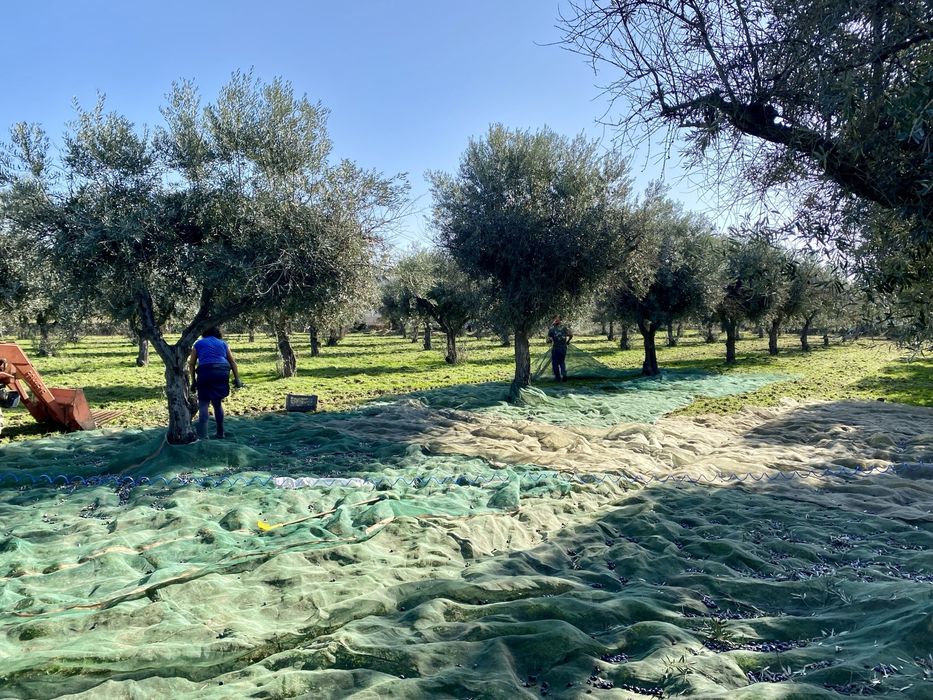 Azeite Virgem Caseiro  (100% orgânico)