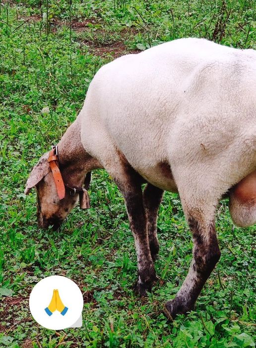 Carneiro a Cobrir Muito Bem MANSO