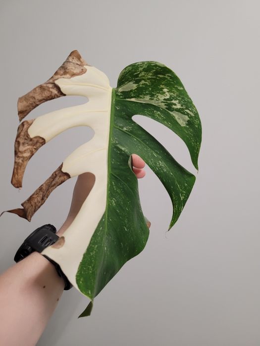 Monstera variegata