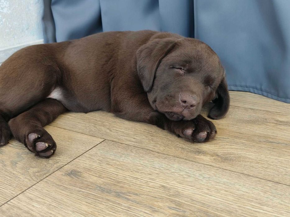 Labrador Retriever - (FCI)