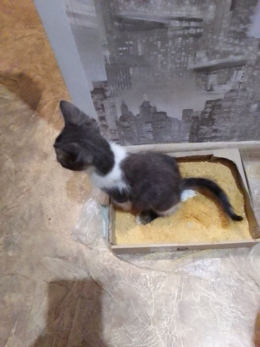 Маленькие котята