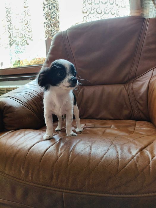 Chihuahua długowłosy chłopiec.