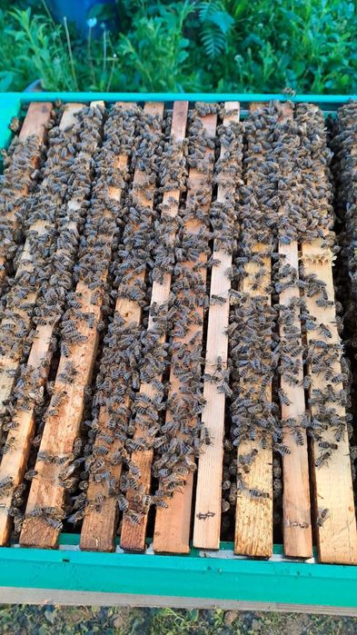 Плідні бджоломатки Карніка F1  2026 р .Бджоломатки Карніки. Матки.