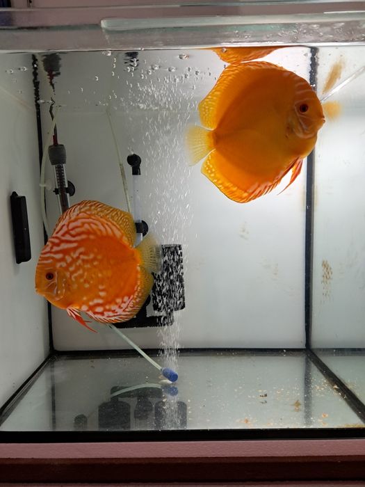 Paletki wielkość 6 cm.