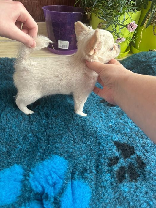 Cudny długowłosy piesek FCI