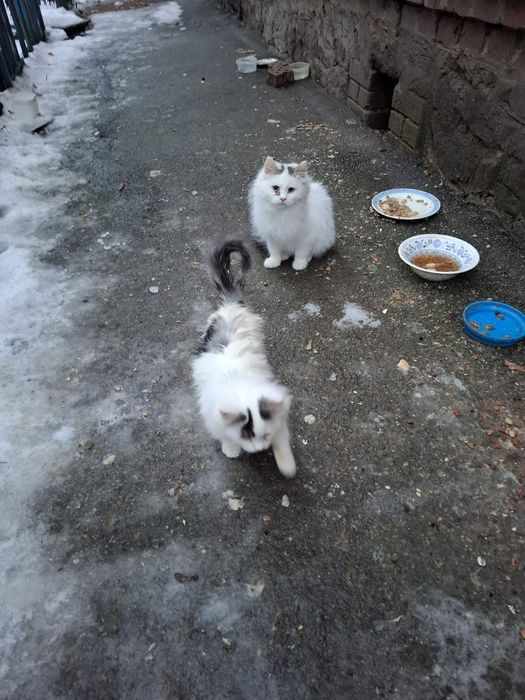 В надійну родину!!!