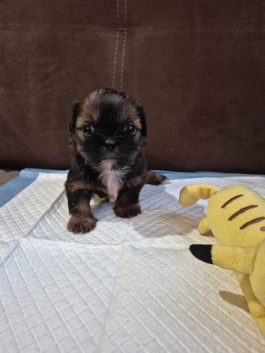 Shih Tzu suczka  *REZERWACJA*