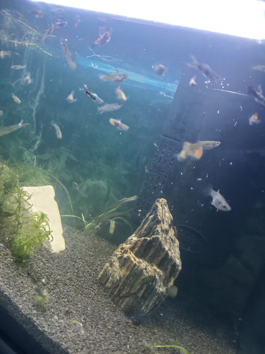 Rybki akwarium gupiki 20szt