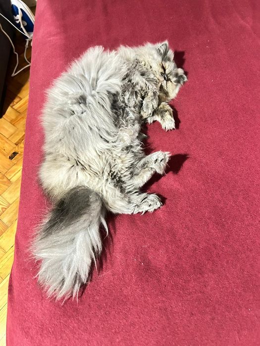 Linda Gata  Persa