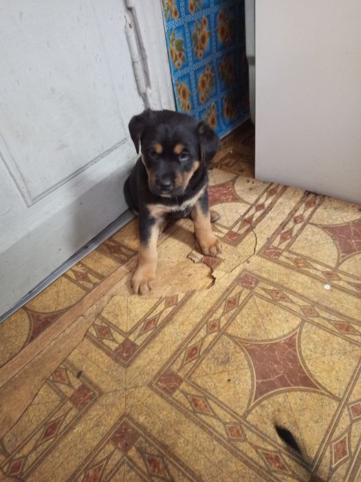 Цуценята Ротвейлера