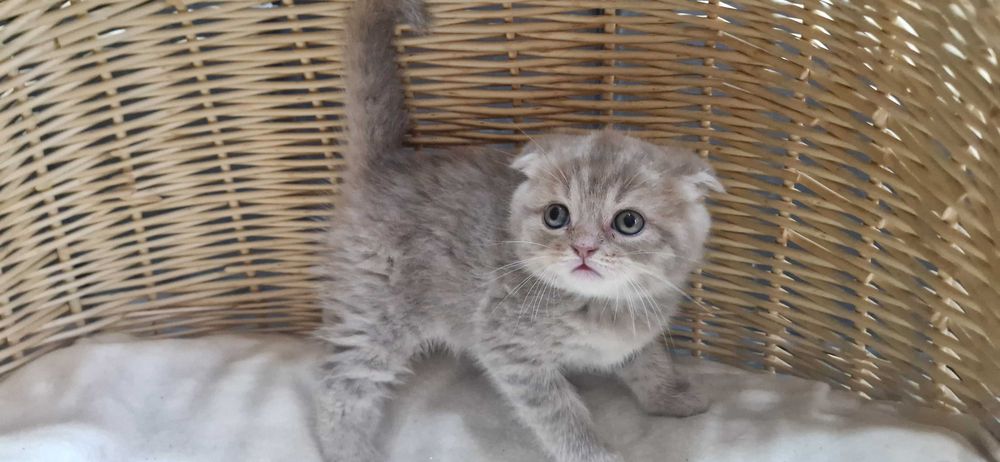 Kocurek Szkocki liliowy pręgowany zwisłouchy