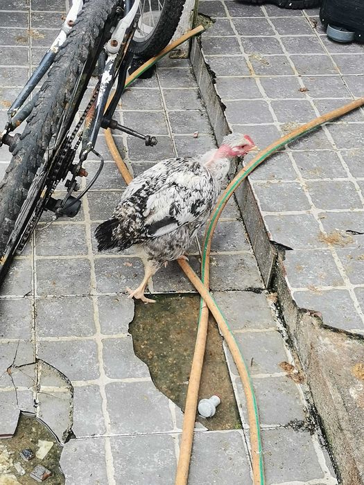 7 galinhas raças várias