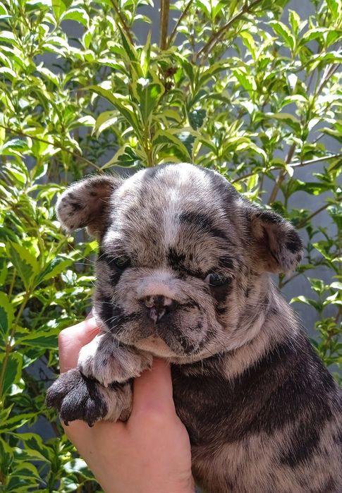 Французький бульдог