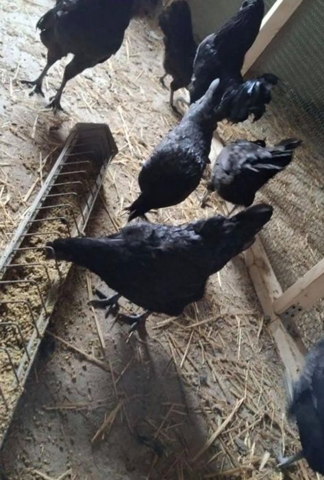 Kury Ayam Camani