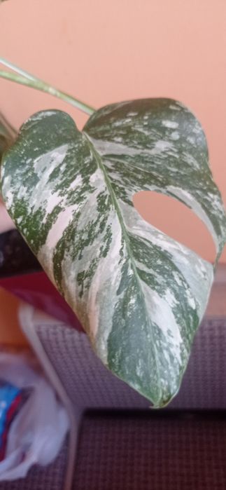 Монстера варієгантна, альба