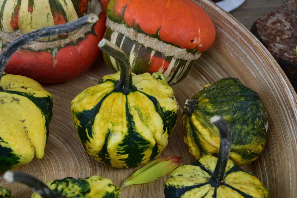 Abóboras Ornamentais Diversas