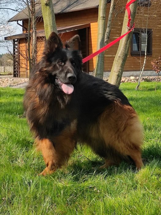 Owczarek niemiecki długowłosy SUCZKA gotowa do odbioru