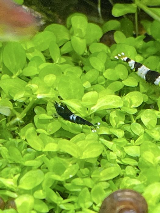 Акваріум 30х30х30