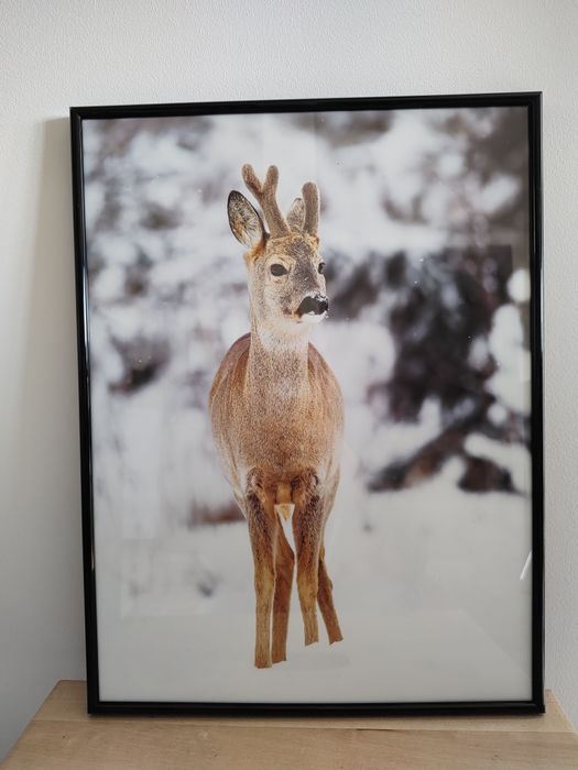 Plakat jelonek zimowy w ramce 30/40 cm