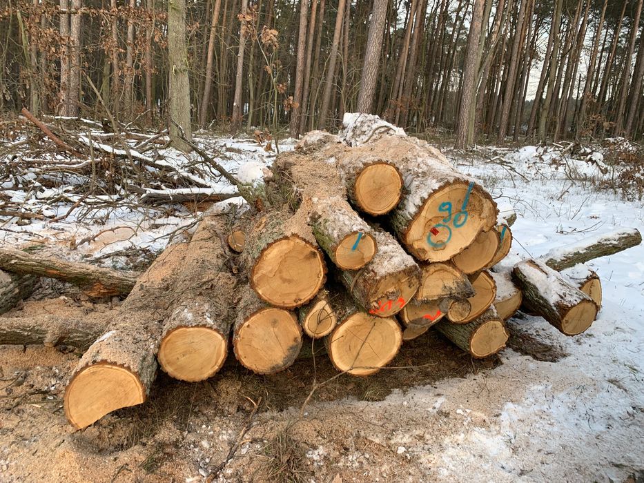 Drewno kominkowe Dębina/ Brzoza