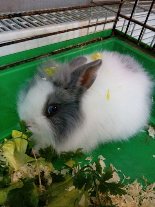 Królik króliki miniaturki barany angor karzełek teddy hermelin