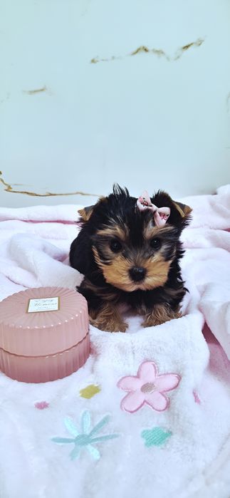 Maleńka Sunia yorkshire terrier