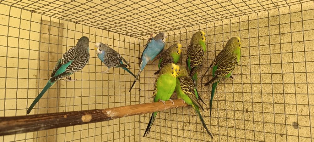 Periquitos clássicos