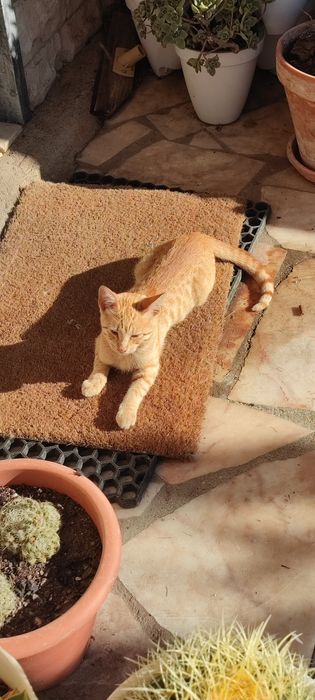 Gata para adoção, 3 meses