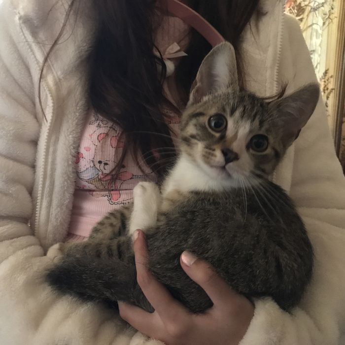 Котята в хороші руки безкоштовно