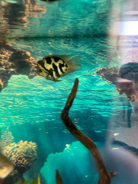 Рибки акваріумні