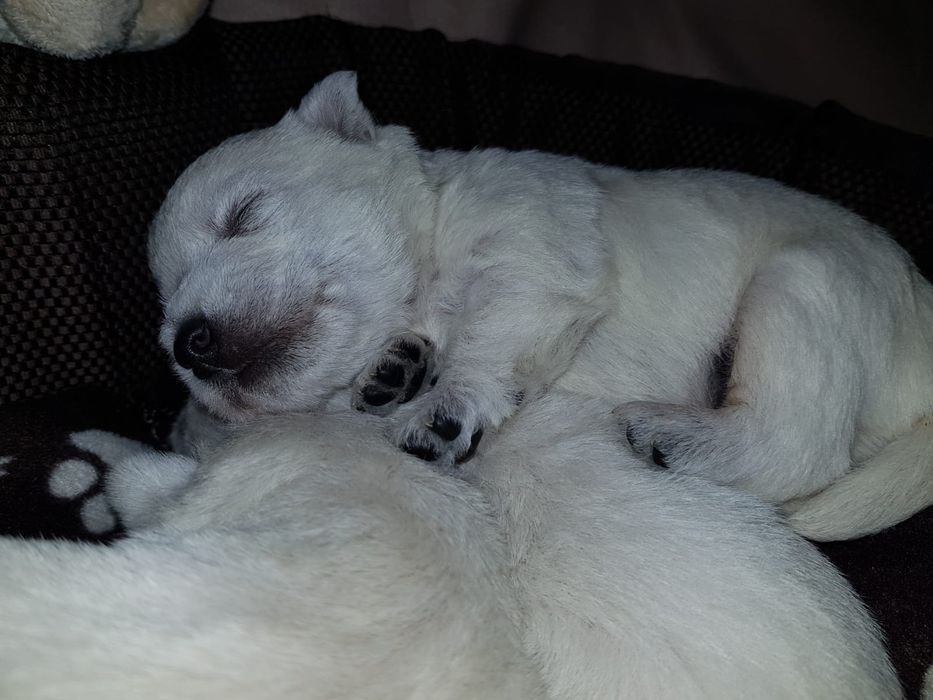 West Highland White Terrier- piesek