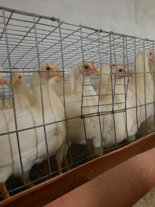 Курі несушка. Ломан браун 5місяців,Ломан сенді 5місяців