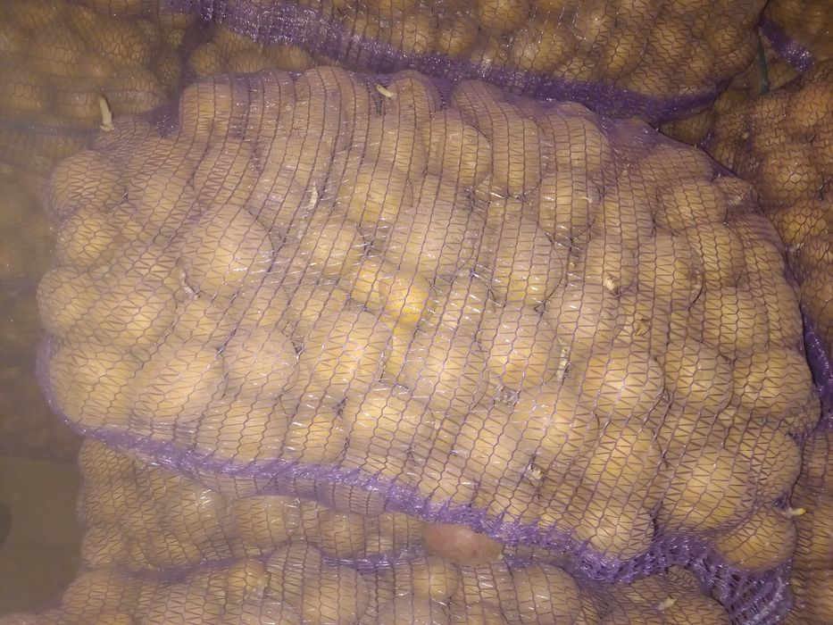 Картопля насіння картоплі