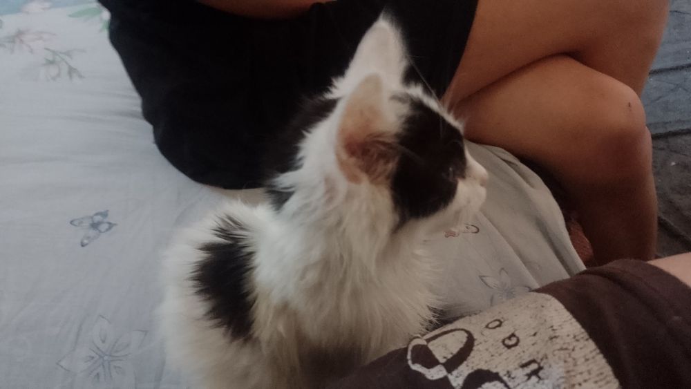 Вітдам кошенят в люблячі руки