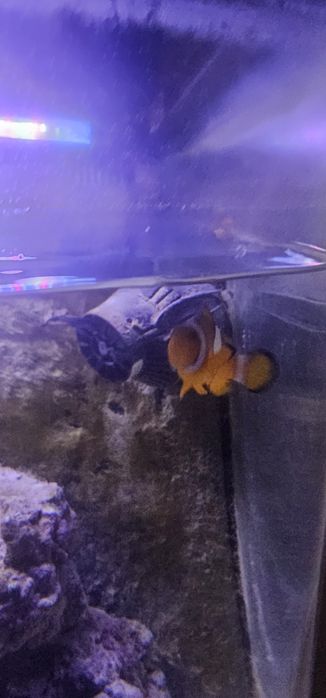Aquario panorâmico cubo 120 litros