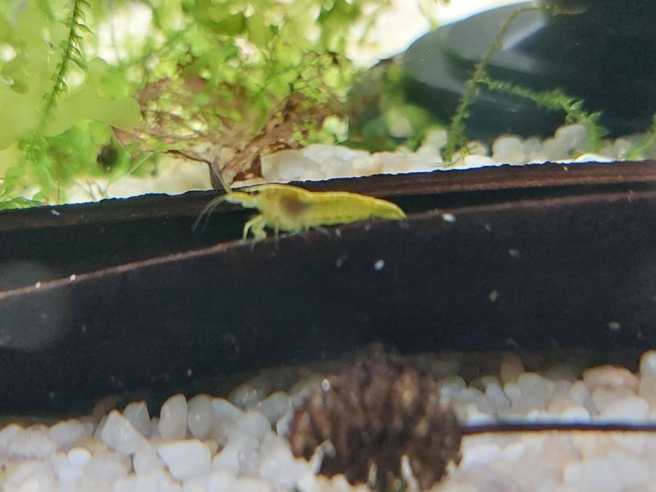 Krewetki yellow neon