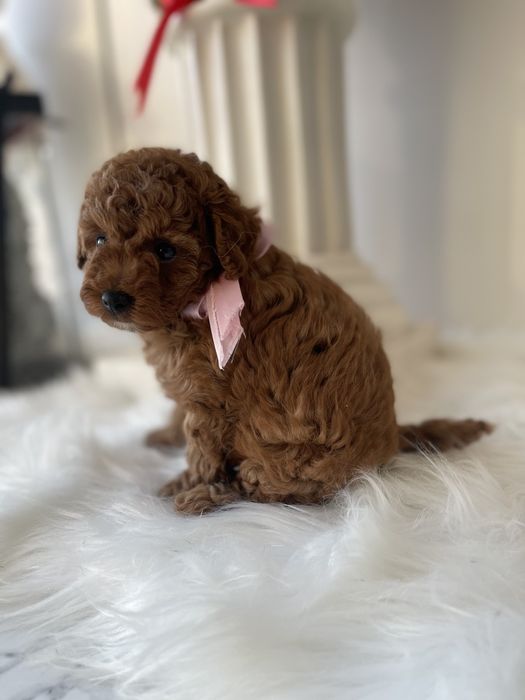 VIP Той-Пуделі  — Маленькі щастячка готові до переїзду