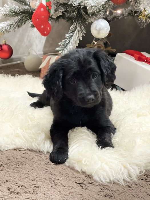 Цуценя кокер-спаніеля (дівчинка)