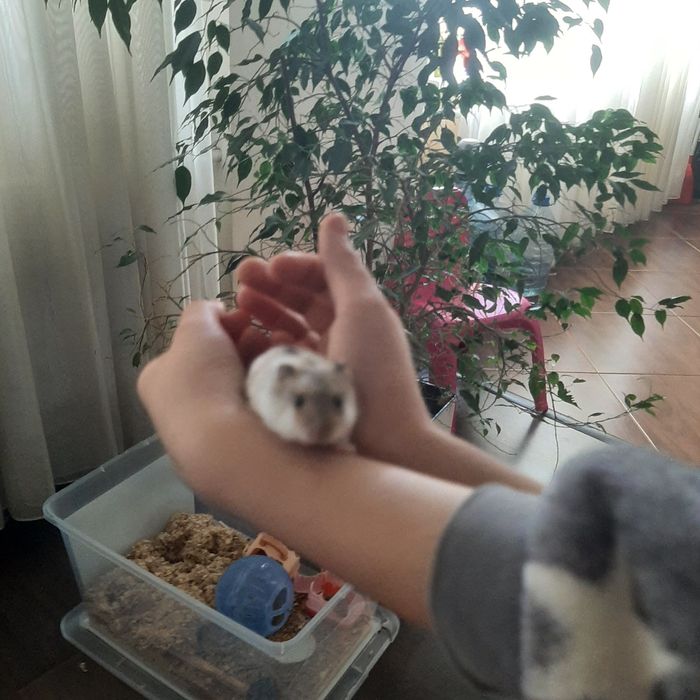 Хом'яки джунгарики!!!